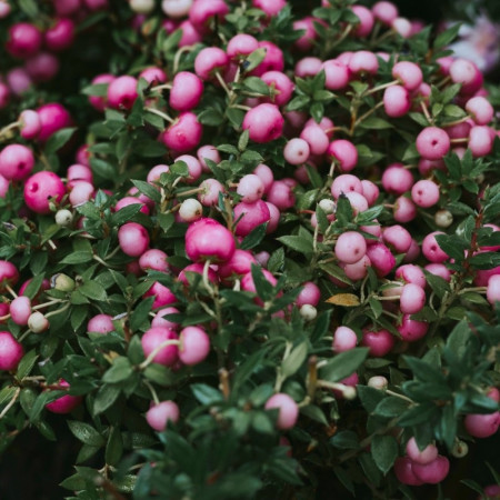 Symphorine 'Magic Berry'