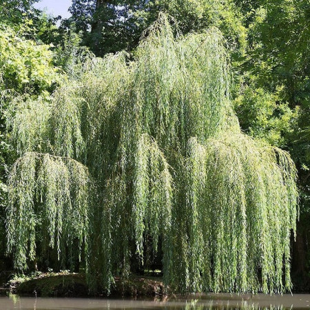 Saule pleureur (Touffe)