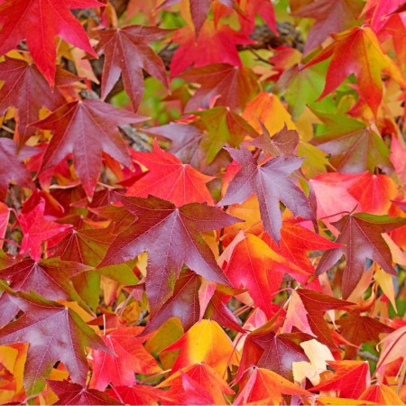Liquidambar