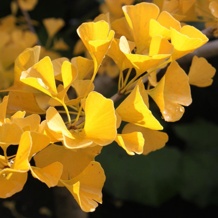 Ginkgo biloba