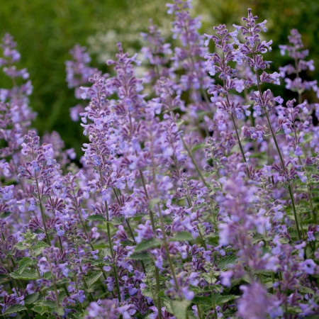 Menthe aux Chats Nepeta 'Six Hills Giant'