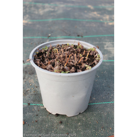 Menthe Ananas (panachée)