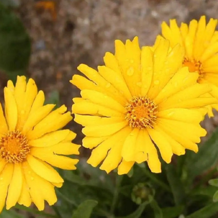 Coreopsis 'Sonnenkind'