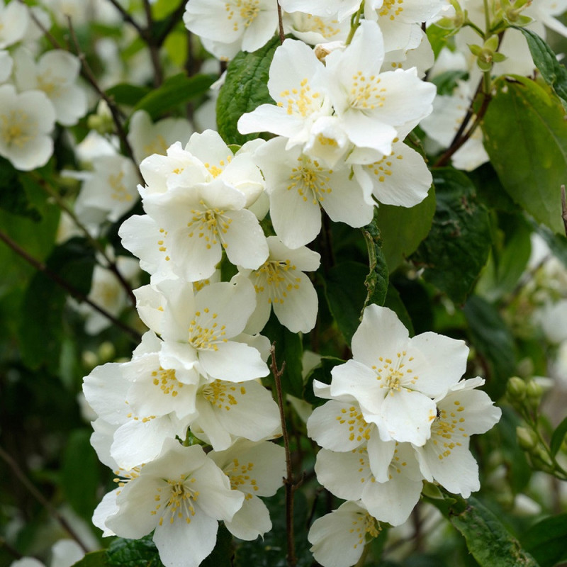 Seringat des jardins