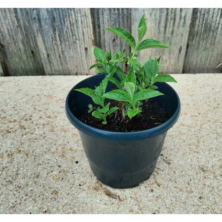 Seringat des jardins