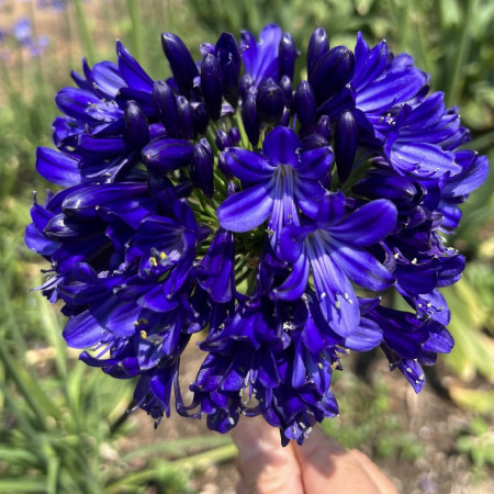 Agapanthe 'Midnight Sky'