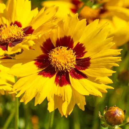 Coreopsis Sterntaler