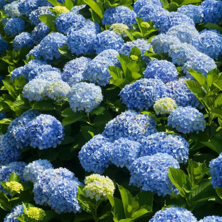 Hortensia bleu 'Nikko Blue'