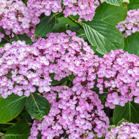 Hortensia rose lilas 'Ayesha'