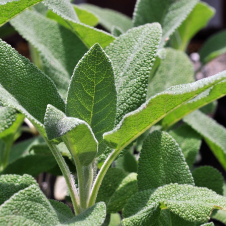 Sauge officinale