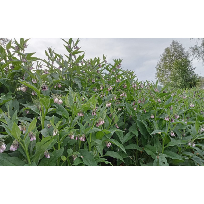 Consoude 'Bocking 14'