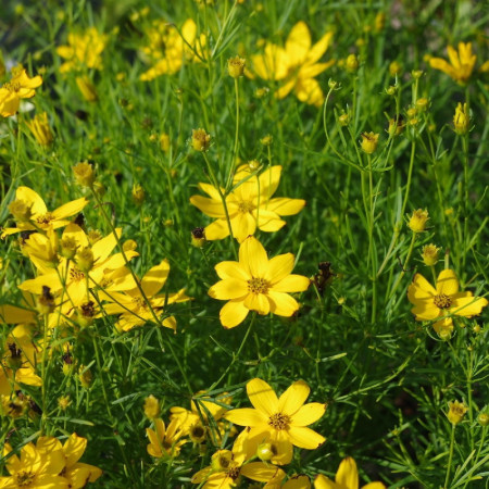 Coreopsis verticillata 'Grandiflora'
