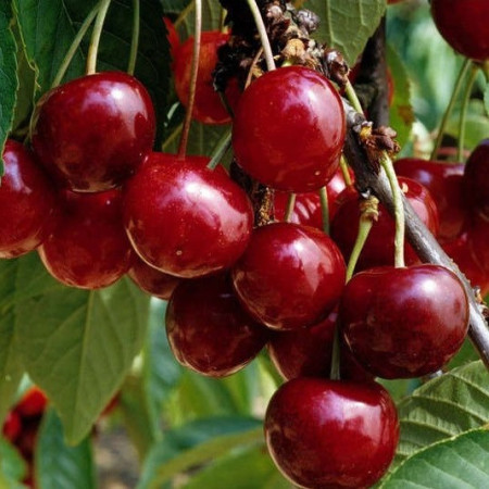 Cerisier Bigarreau Géant d'Hedelfingen