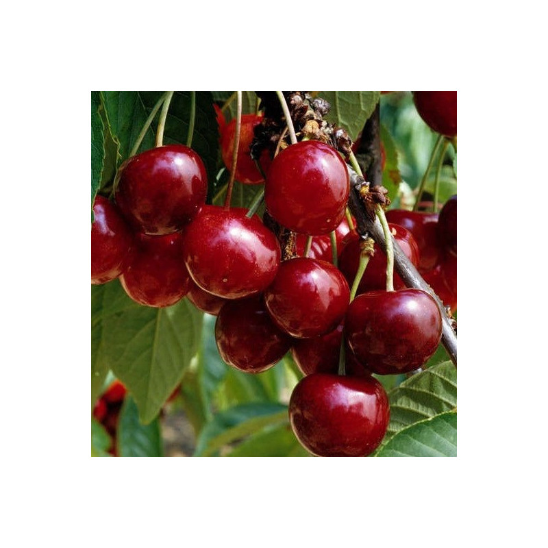 Cerisier Bigarreau Géant d'Hedelfingen