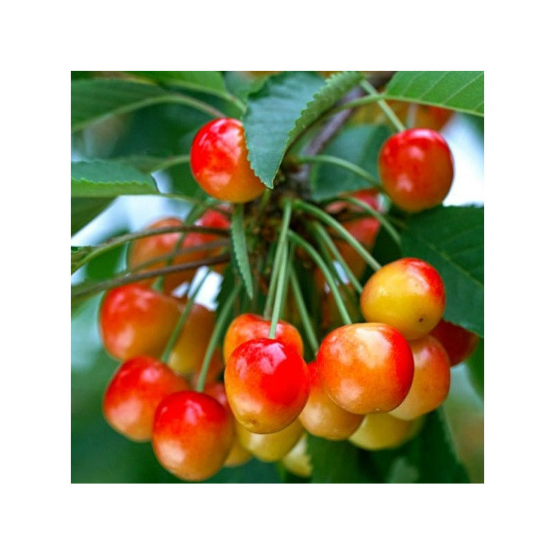 Cerisier Bigarreau Napoléon