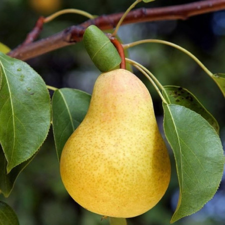 Poirier Williams (Bon Chrétien)