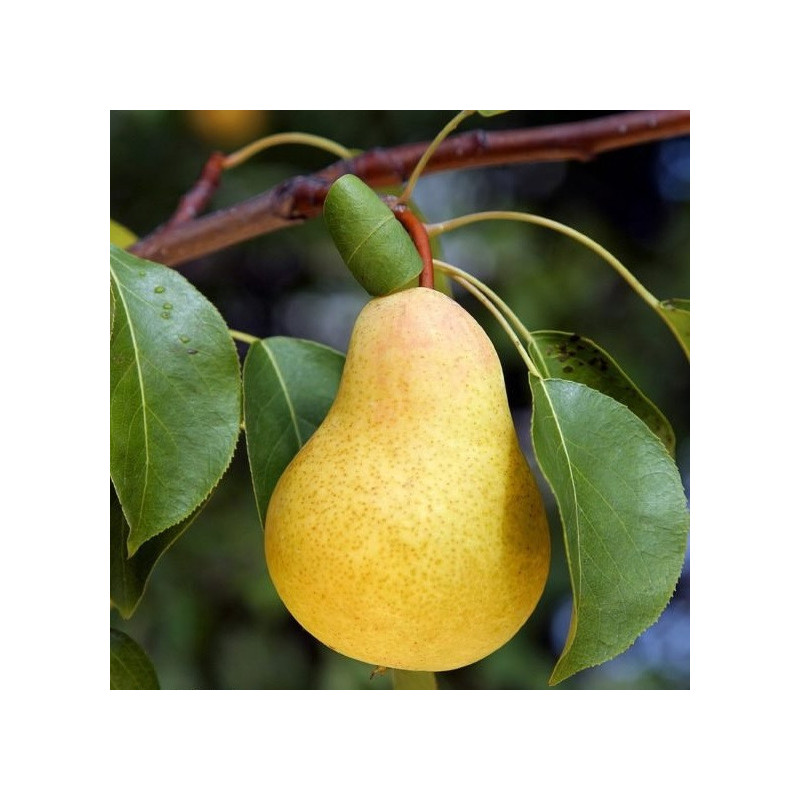 Poirier Williams (Bon Chrétien)