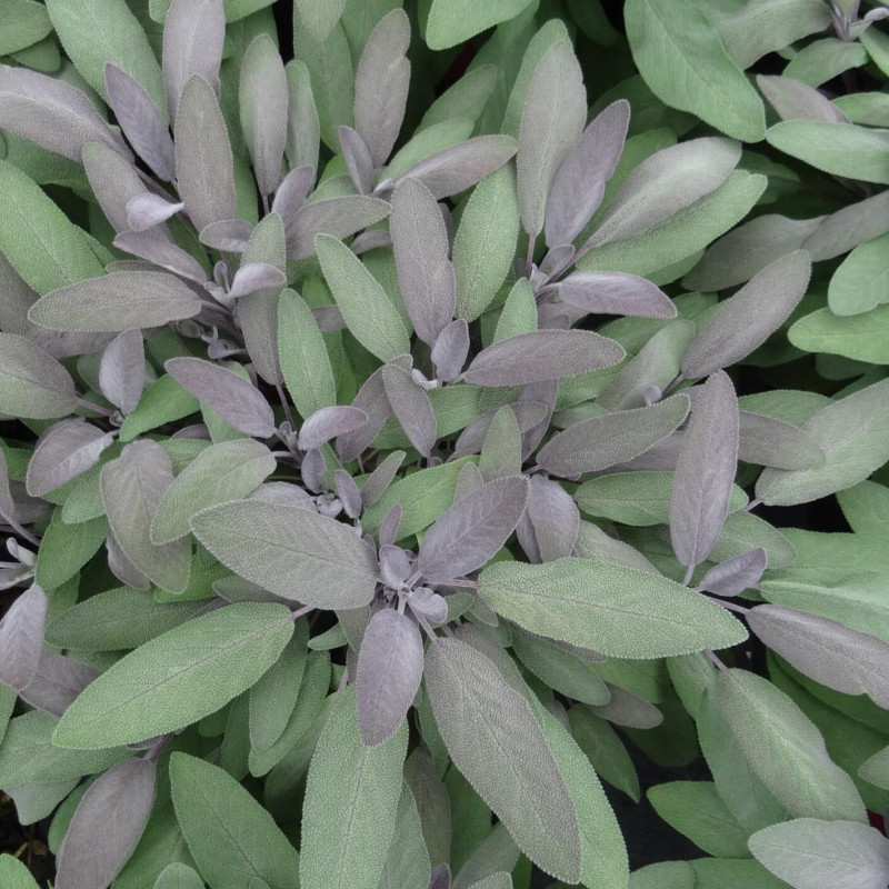Sauge officinale pourpre