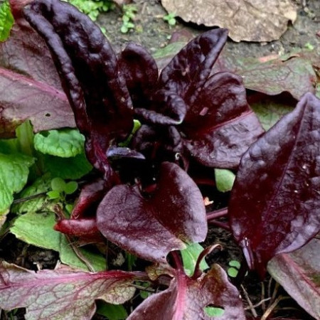 Oseille pourpre 'Ruber'