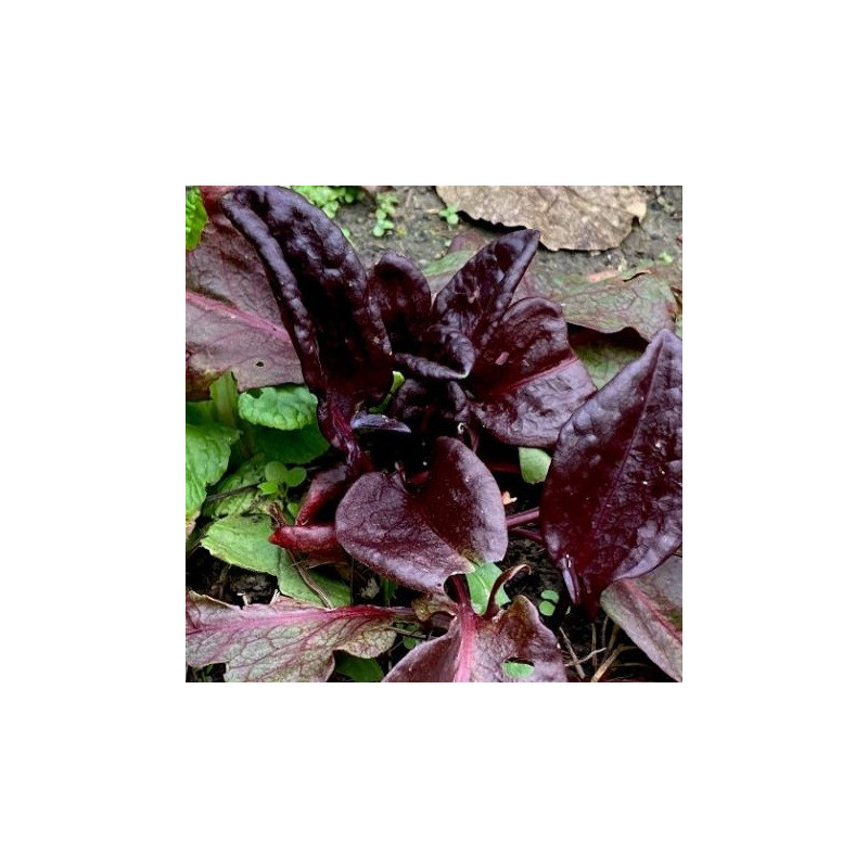 Oseille pourpre 'Ruber'