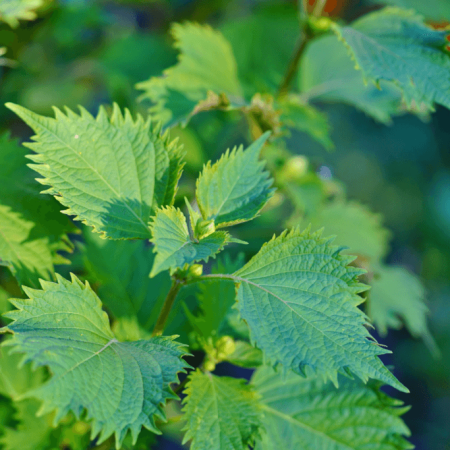 Shiso Vert