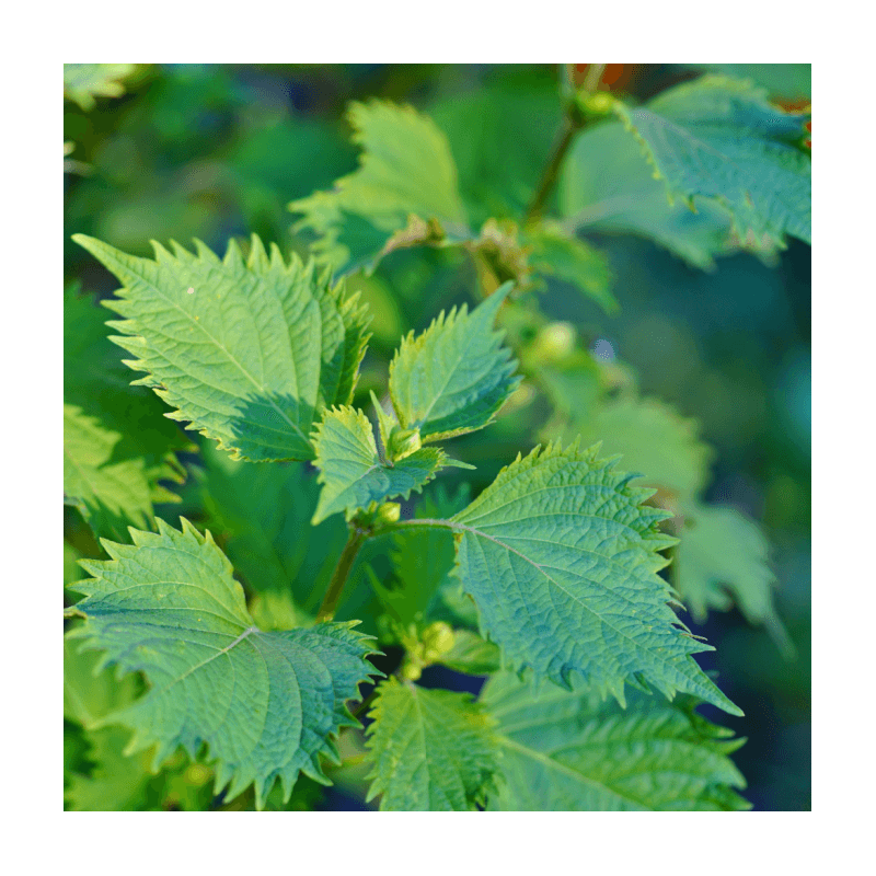 Shiso Vert