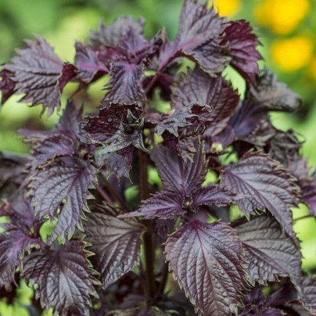 Shiso Pourpre