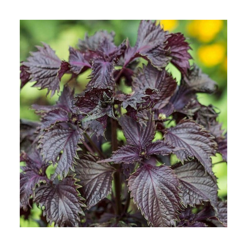Shiso Pourpre