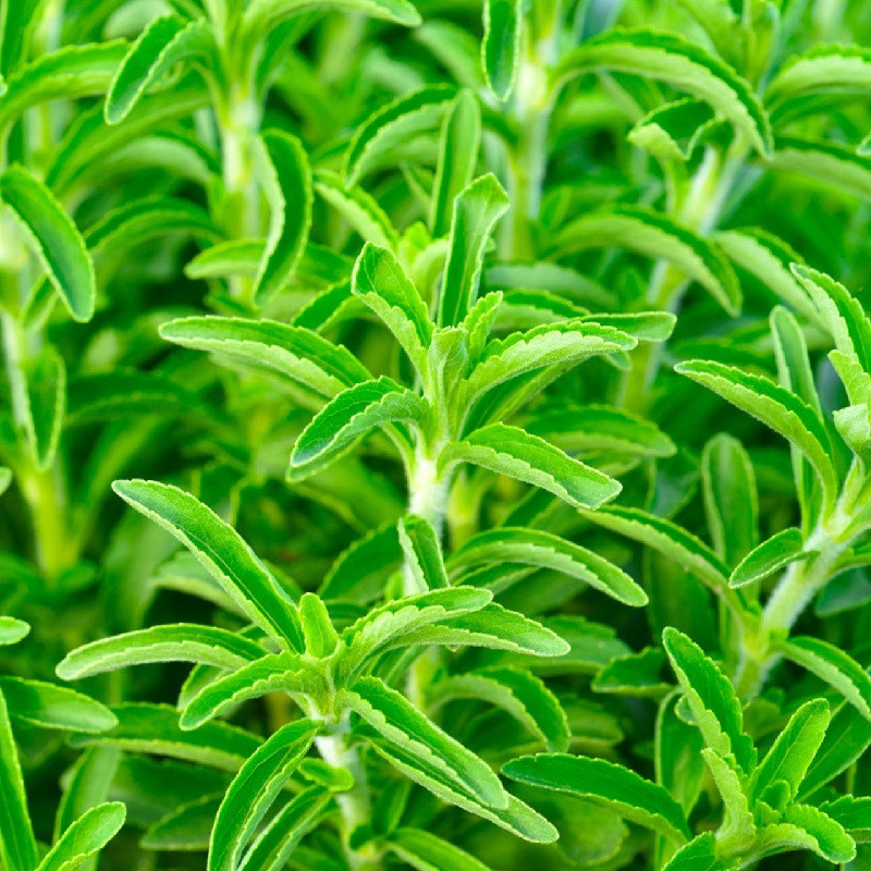 Stevia