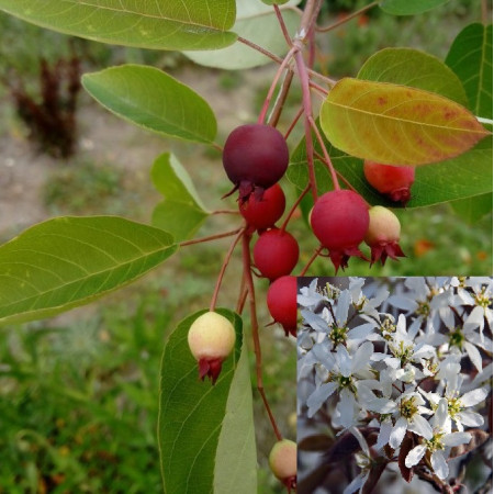 Amélanchier de Lamarck