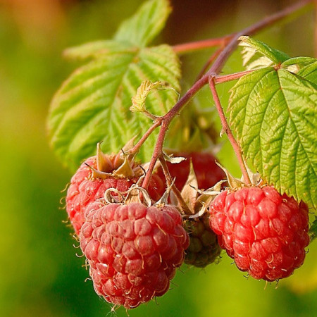 Framboisier 'Héritage'