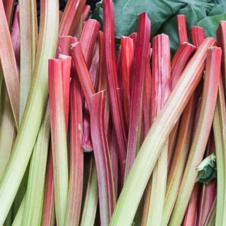 Rhubarbe 'Canada Red'