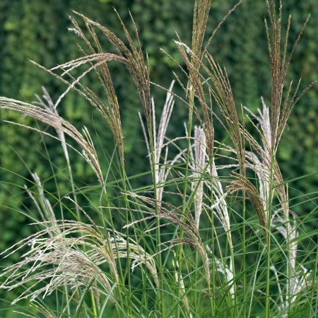 Miscanthus 'Kleine Silberspinne'