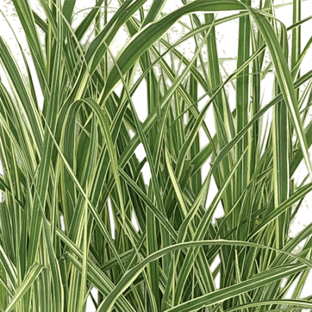 Miscanthus 'Variegatus'