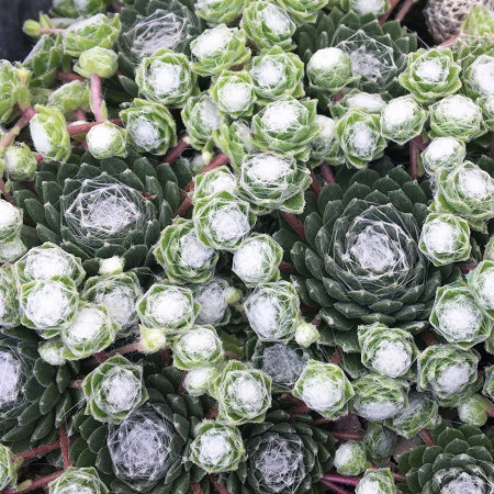 Joubarbe 'Cotton Candy'