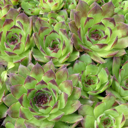 Joubarbe verte commune