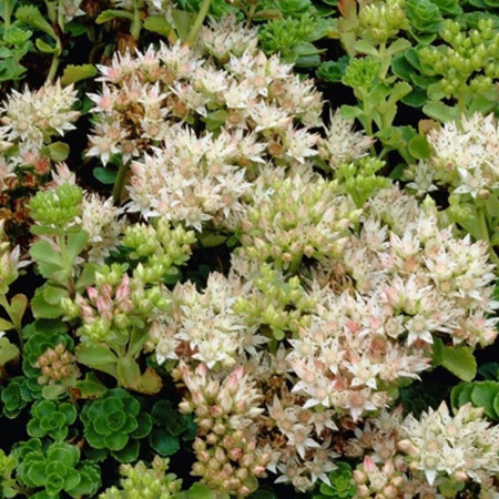 Sedum 'Album Superbum'
