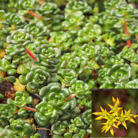Sedum oreganum