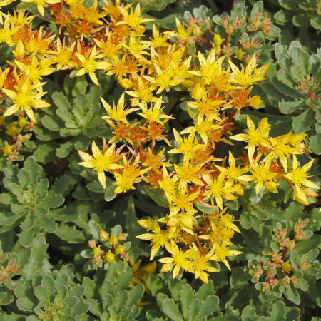 Sedum floriferum 'Weihenstephaner Gold'