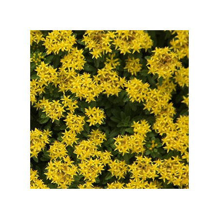 Sedum middendorffianum 'Diffusum'