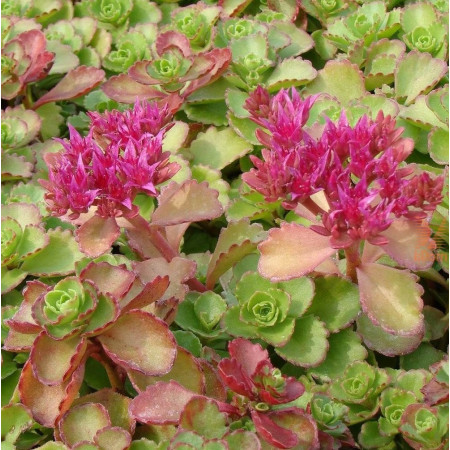 Sedum spurium 'Schorbuser Blut'