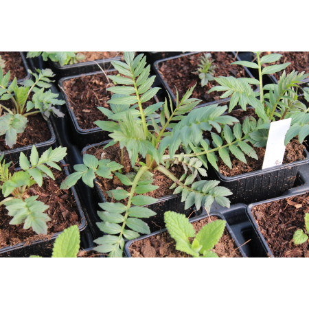 Valériane officinale