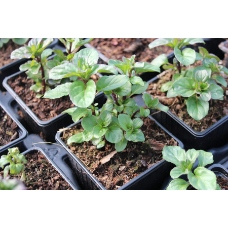 Basilic du Kilimandjaro