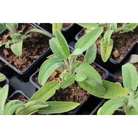Sauge officinale