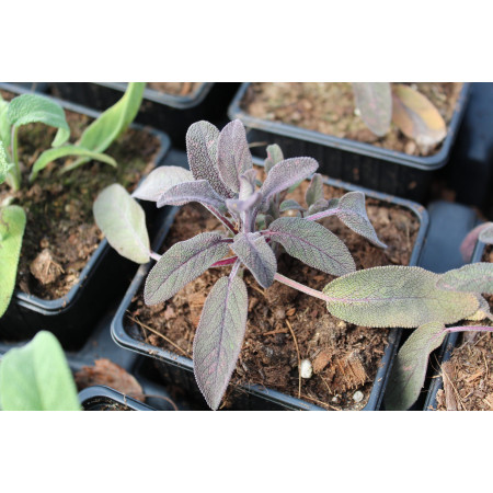 Sauge officinale pourpre