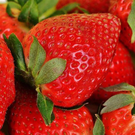 Fraisier 'Gento Nova'