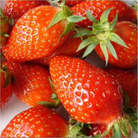 Fraisier 'Gariguette'