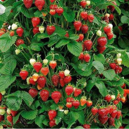Fraisier 'Mount Everest'