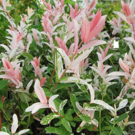 Saule crevette (Touffe)