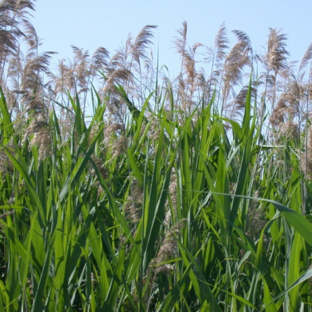 Roseau à balais